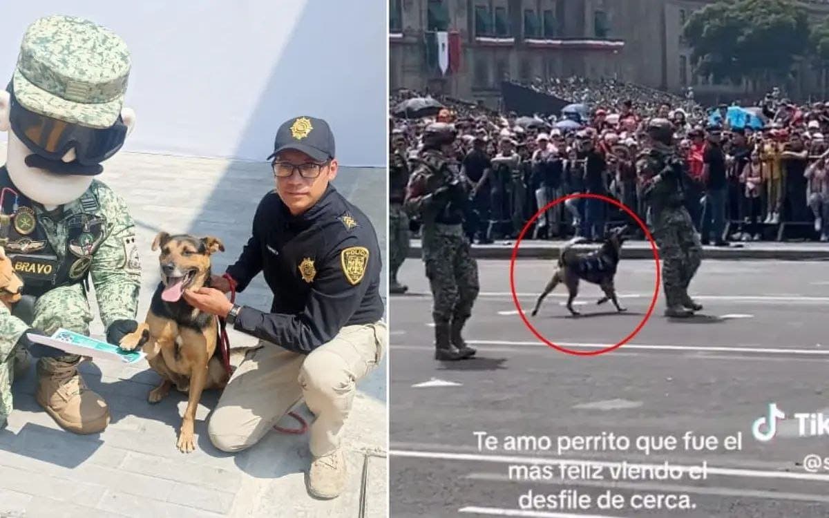 Video: Perrito que se coló a Desfile Militar ya es integrante del Ejército mexicano
