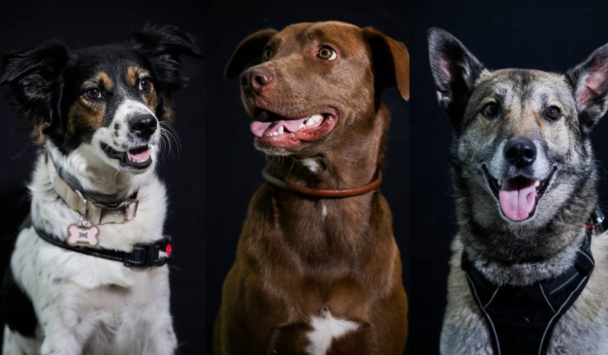 Próximos héroes: fotógrafo de mascotas capta a perritos rescatistas