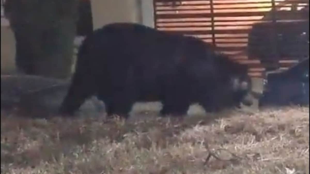 VIDEO: Captan a oso enorme en zona fifi de Monterrey