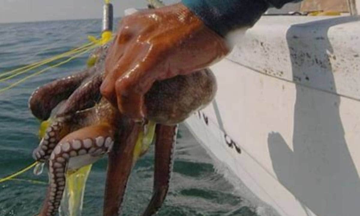 El Gobierno de Mara Lezama contribuye para lograr la Denominación de Origen o Indicación Geográfica del Pulpo Maya