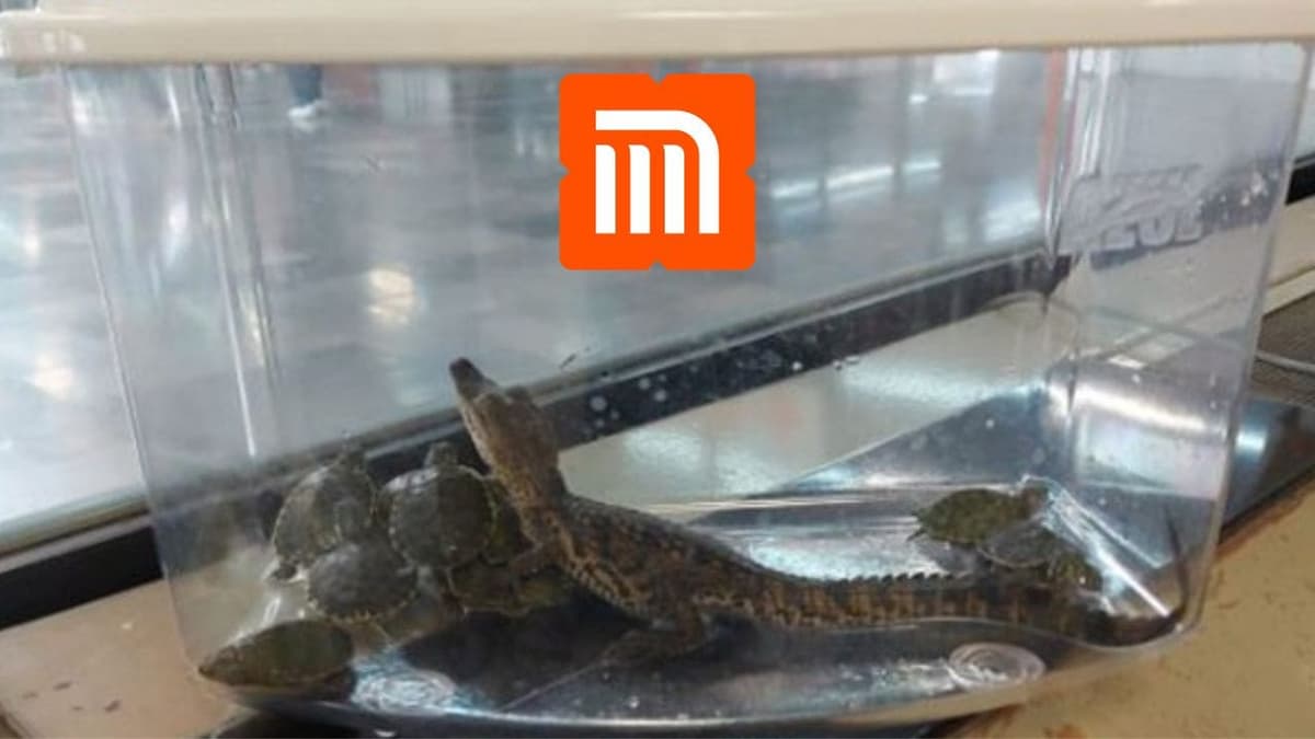 Policías resguardan una cría de caimán y 11 tortugas que estaban en una maleta transportadora en CDMX