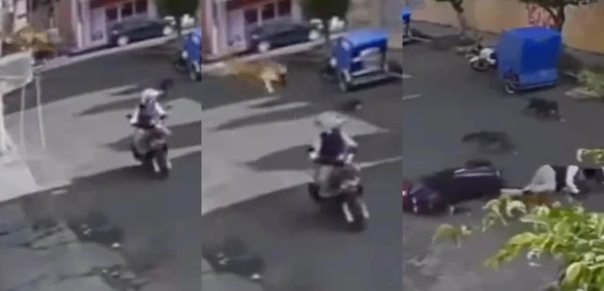 Video: Perro taclea a motociclista aventándose de la azotea