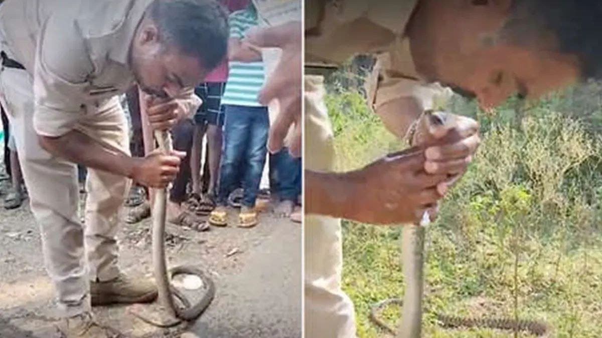 Video: Un policía de la India da el 'beso de la vida' a una serpiente intoxicada con pesticidas