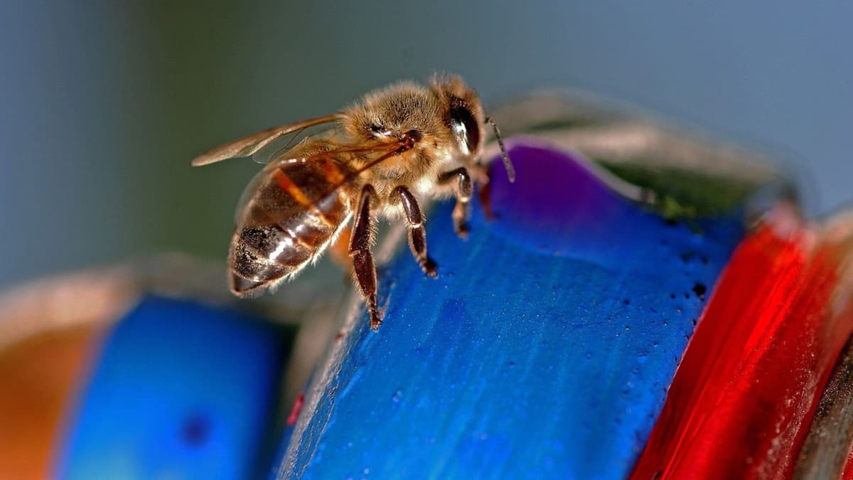 Piden tener cuidado con las abejas africanizadas en algunas zonas de Cancún; ya causaron una muerte