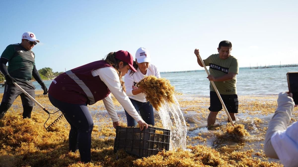 ¡Al fin! Adiós al sargazo; termina la temporada 2023 en el Caribe Mexicano