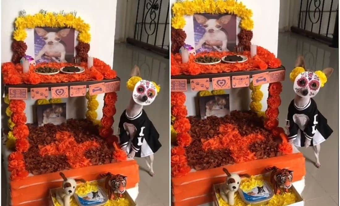 Video: Perrita disfrazada de catrina conmueve a todos en TikTok