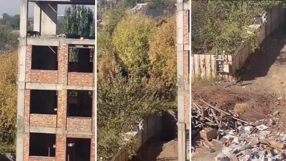 Video: Perro se lanza del quinto piso de un edificio y resulta ileso