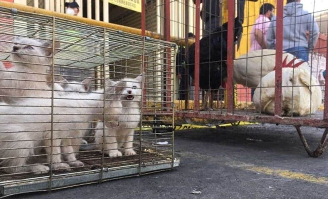 Congreso de CDMX prohíbe venta de animales en vía pública y mercados