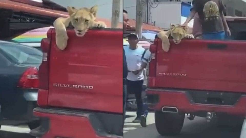 Video: Niños pasean un león en la caja de una camioneta en Palenque