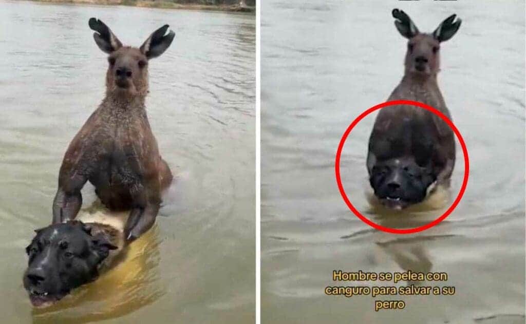 Video: Canguro golpea a sujeto que quería salvar a su perro