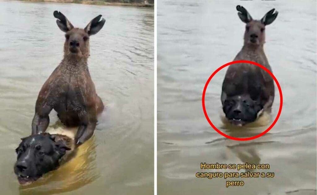 Video: Canguro golpea a sujeto que quería salvar a su perro
