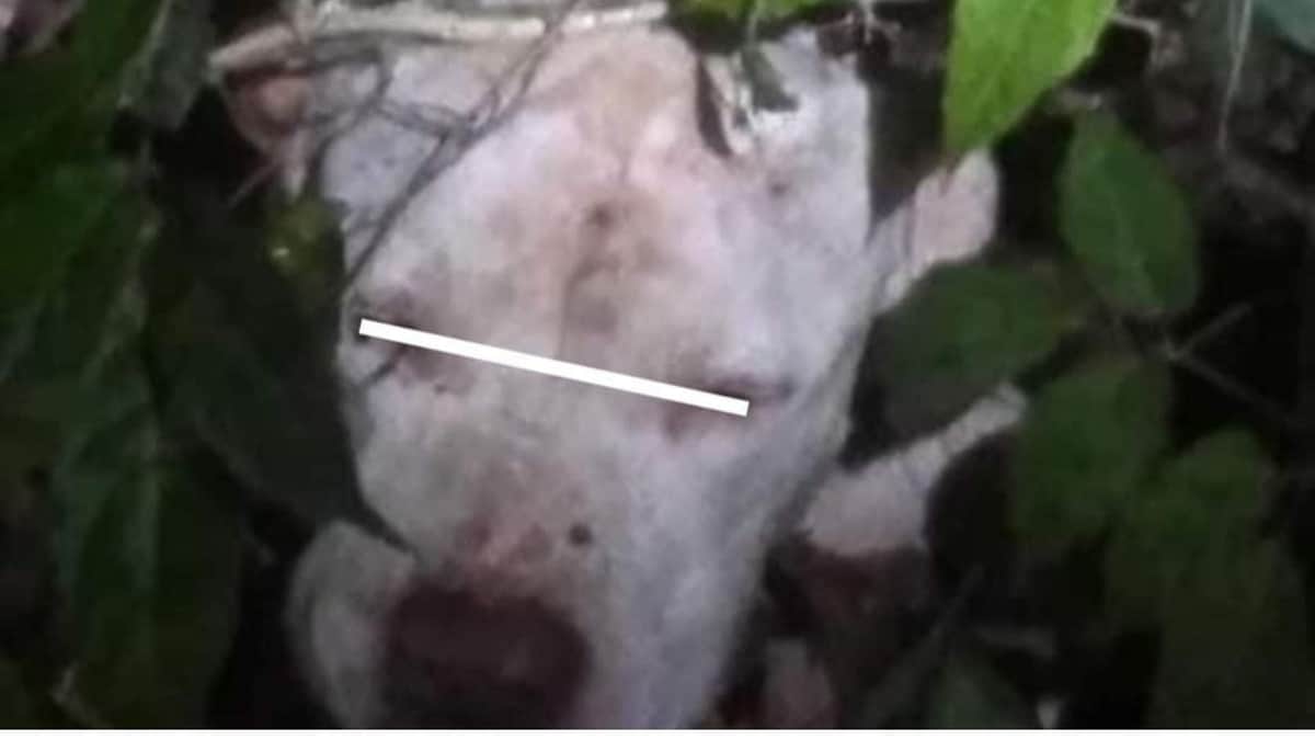 Se recupera perrito macheteado en colonia Cristo Rey de Playa del Carmen