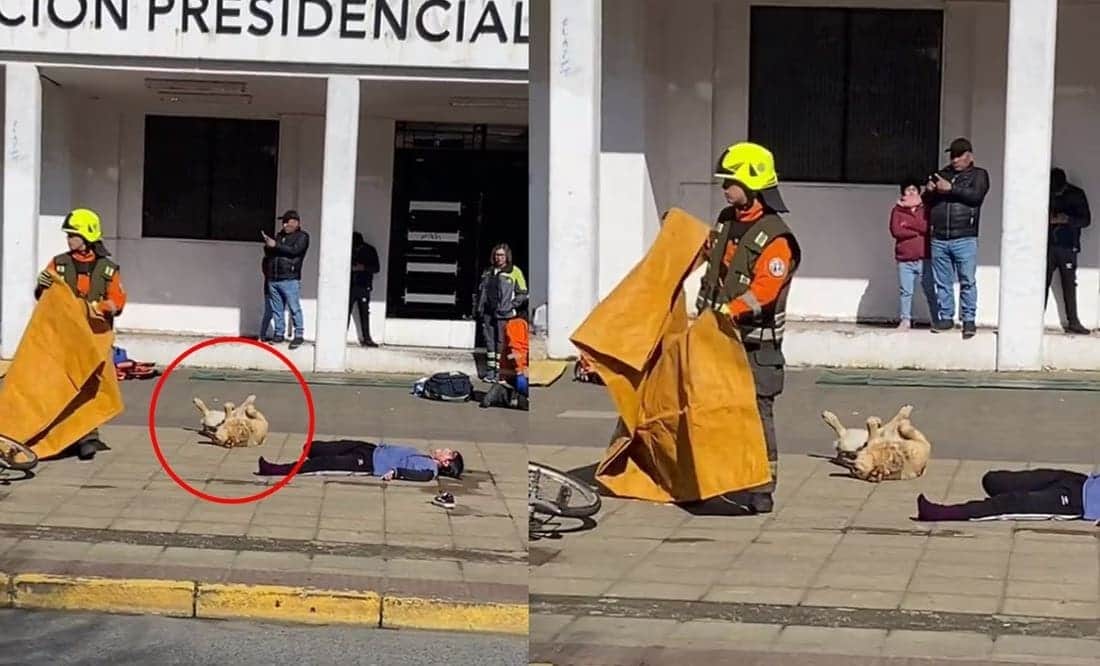 Video: Perrito actúa durante un simulacro de choque