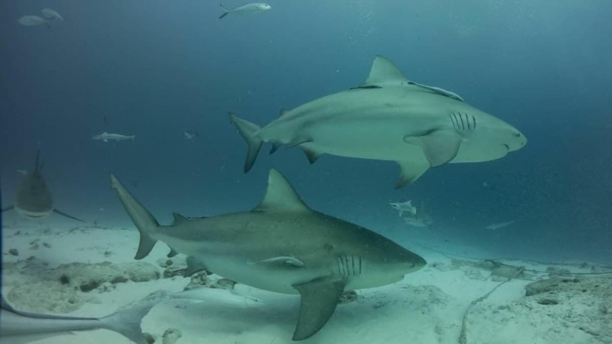 A punto de iniciar, temporada de tiburón toro en Playa del Carmen; es inofensivo pero sugieren no acercarse