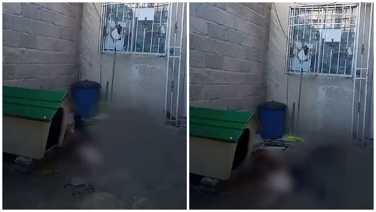 Video: Denuncian a sujeto por alimentar a sus perros con canes callejeros en Edomex