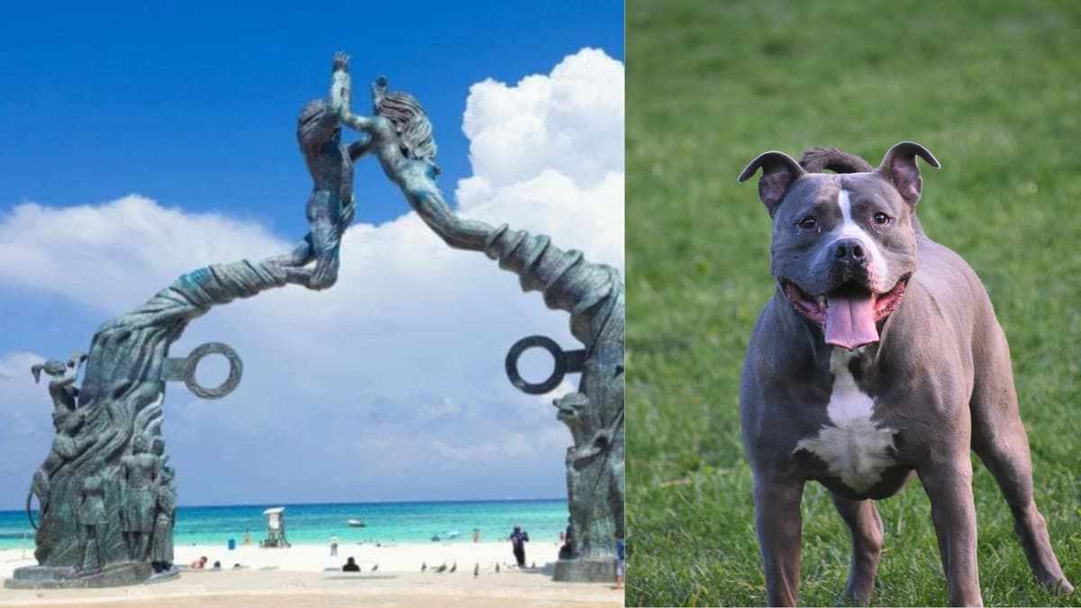 Pitbull ataca a una persona en el parque Fundadores de Playa del Carmen y le causa varias lesiones
