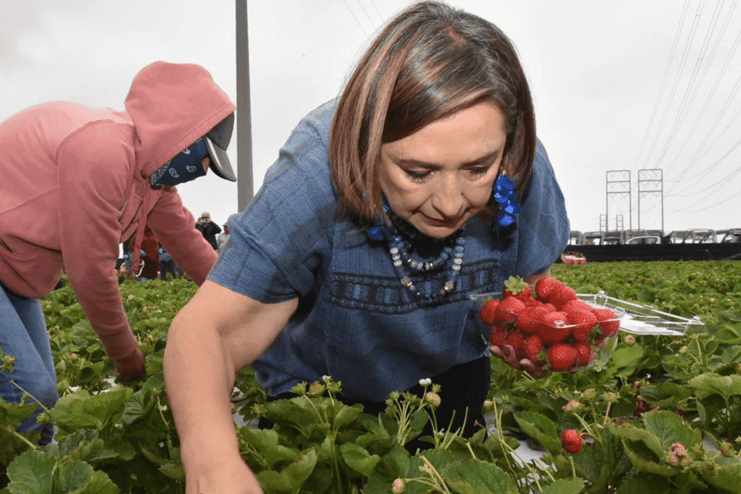 VIDEO: Xóchitl Gálvez trabaja junto a jornaleros en California; la critican en redes