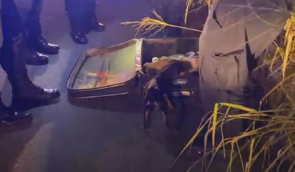 Hallan maleta abandonada con 10 perritos en Cancún; policías los dejan a su suerte en la calle