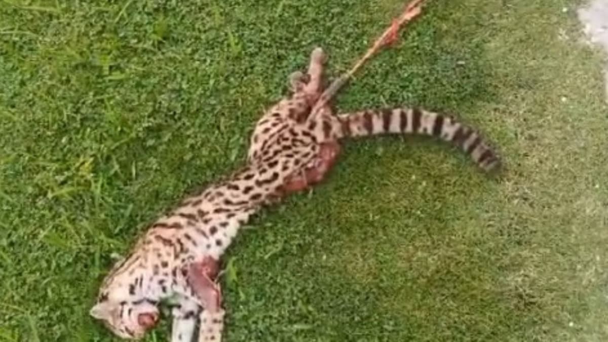 Video: Atropellan y matan a ocelote en Aeropuerto Internacional de Cancún