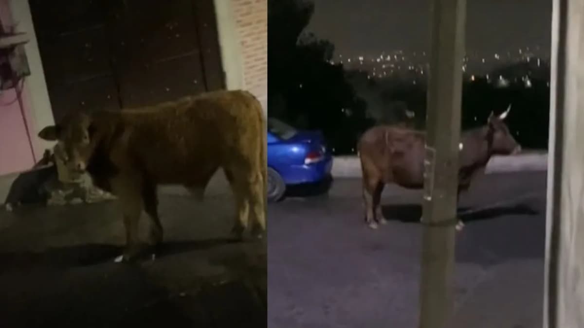 Video: Toro impide a chofer de Uber recoger a su pasaje