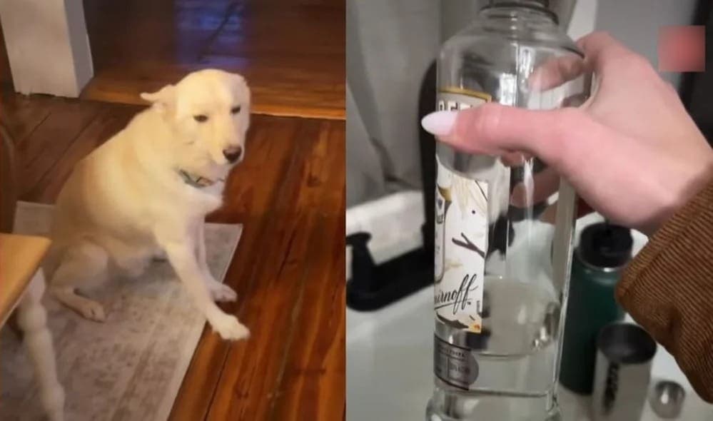 Video: Perro toma botellas de alcohol y lo encuentran borracho