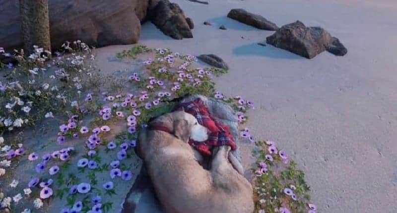 Video: Joven se reúne con su perrita fallecida a través de realidad virtual