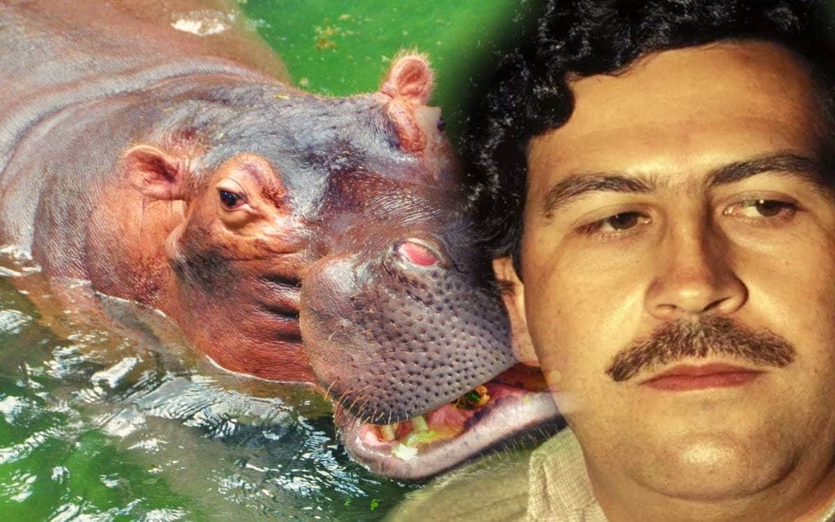Esterilizarán y sacrificarán a los hipopótamos de Pablo Escobar