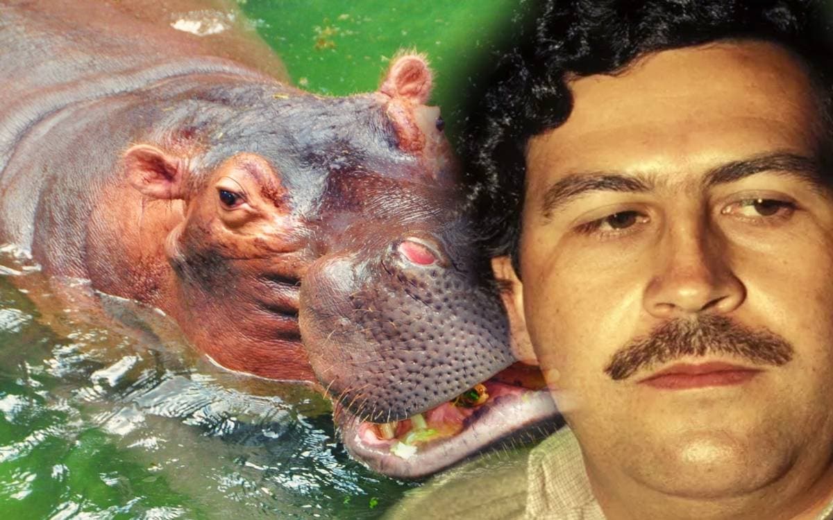 Esterilizarán y sacrificarán a los hipopótamos de Pablo Escobar
