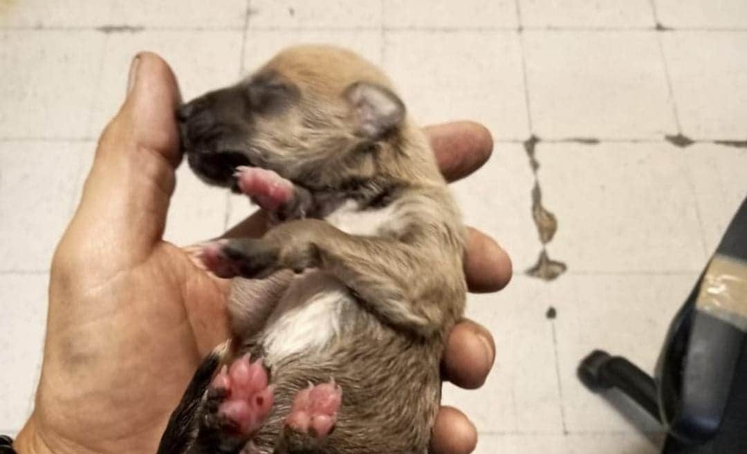 Rescatan a perrito que había caído en las vías del Metro Chabacano de la Cdmx
