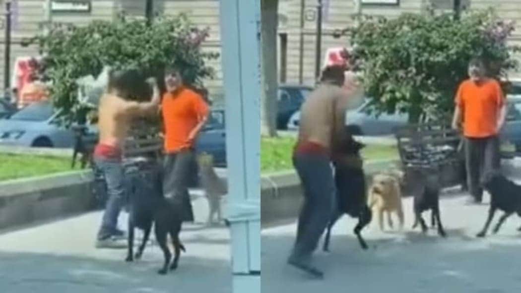 Video: Un hombre lo retó a pelear, pero sus perros terminaron defendiéndolo