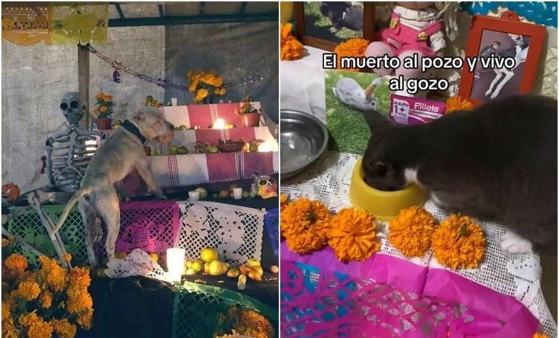 Video: Mascotas "traviesas" se comen los alimentos de las ofrendas