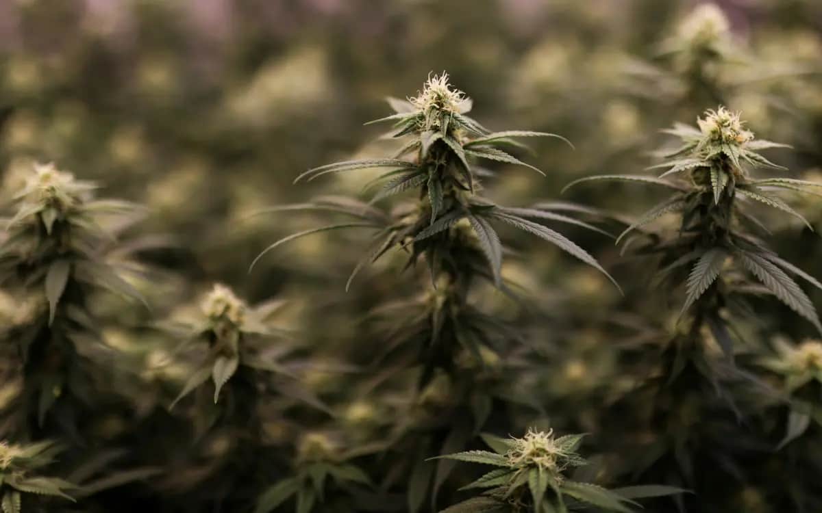 Joe Biden indulta a miles de condenados por posesión de marihuana