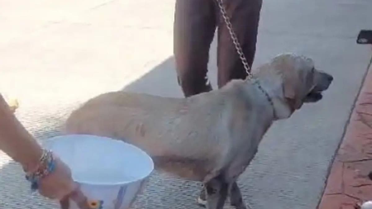 ¡Milagro de navidad! Se salvan dos perritos de incendio en México