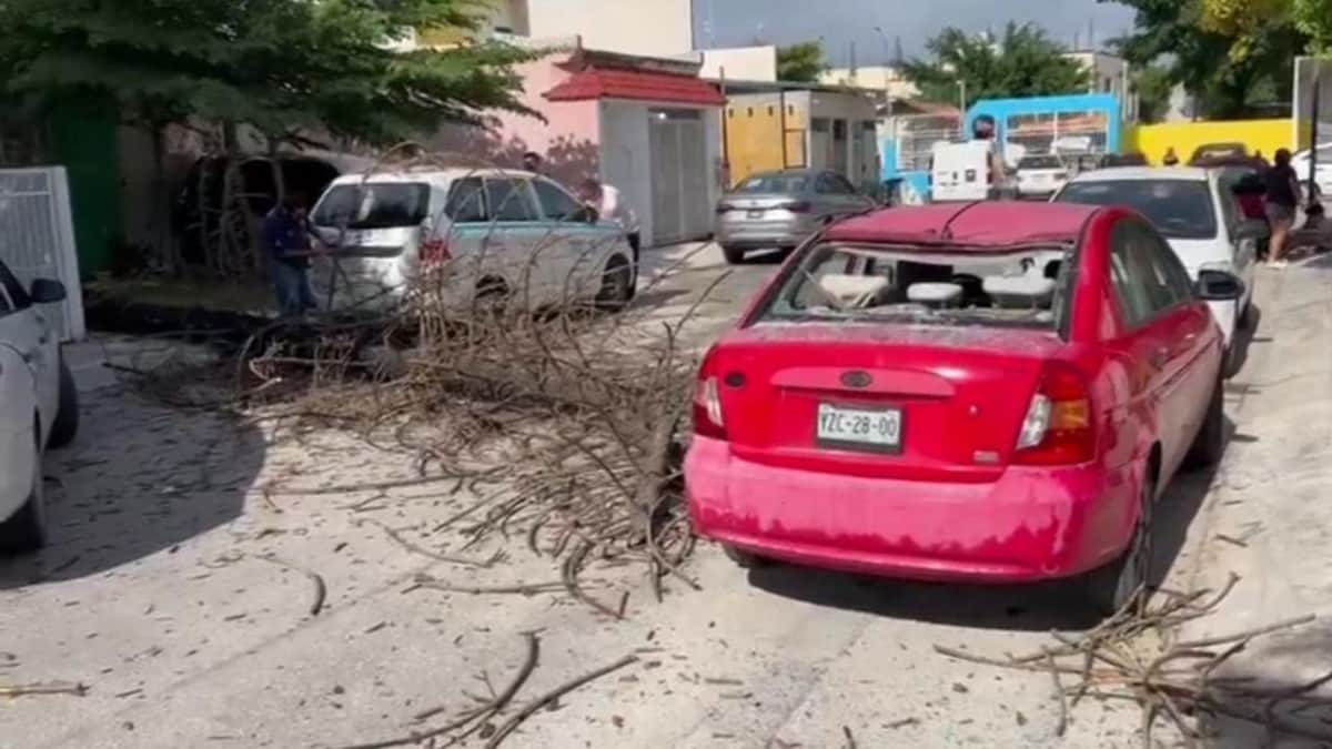 Árbol podrido cae encima de un auto particular y un taxi en Playa del Carmen