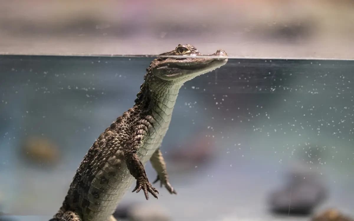 Denuncian granjas que despellejan cocodrilos vivos para comerciar sus pieles en Tailandia