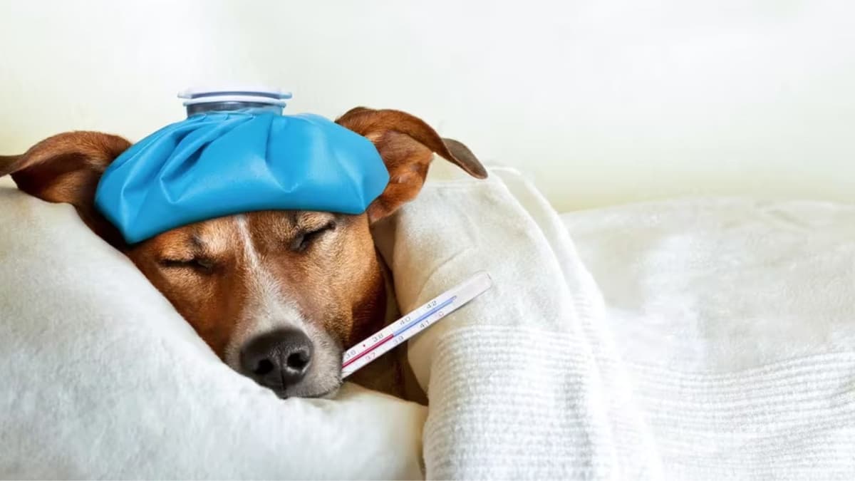 Un perro resultó intoxicado tras consumir marihuana accidentalmente durante su paseo