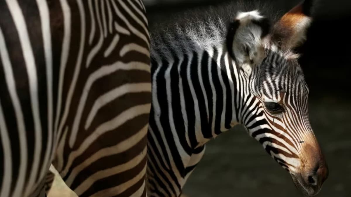 Autoridades de Estados Unidos incautaron cerca de 100 animales y partes de cuerpos en el zoológico de Virginia