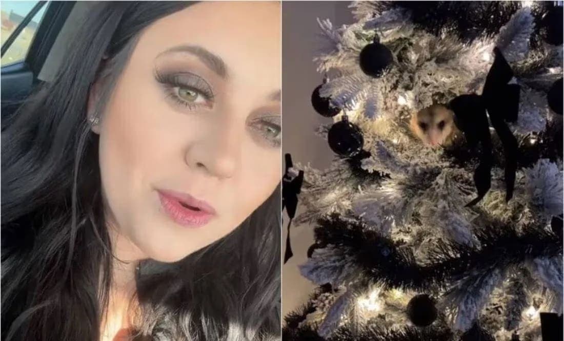 Mujer encuentra un "inquilino inesperado" en su árbol de Navidad