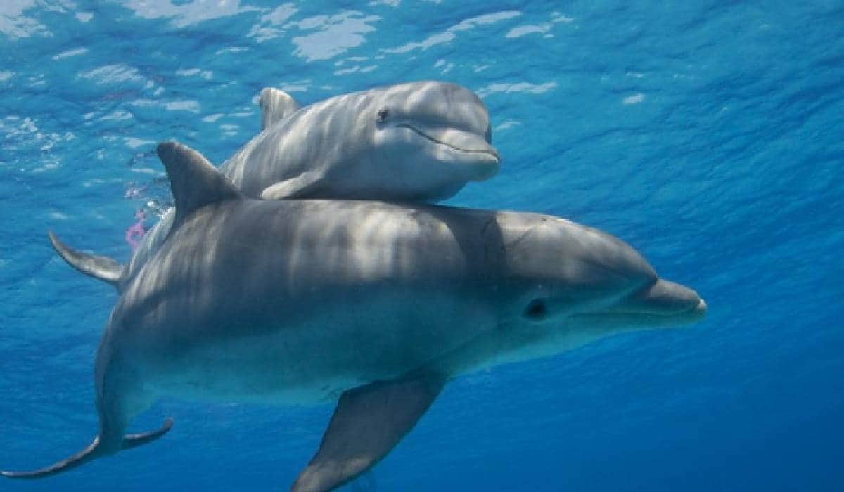 El Senado podría abrir captura de delfines después de 20 años de prohibición