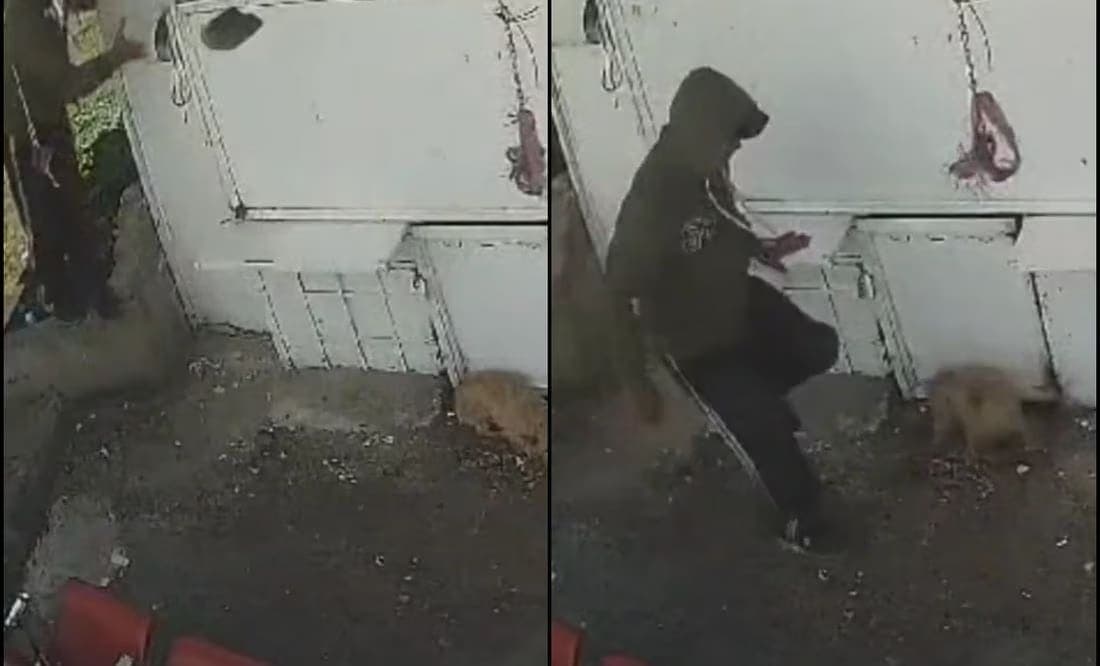 Procesan por maltrato animal a trabajador de limpia que agredió a perrito