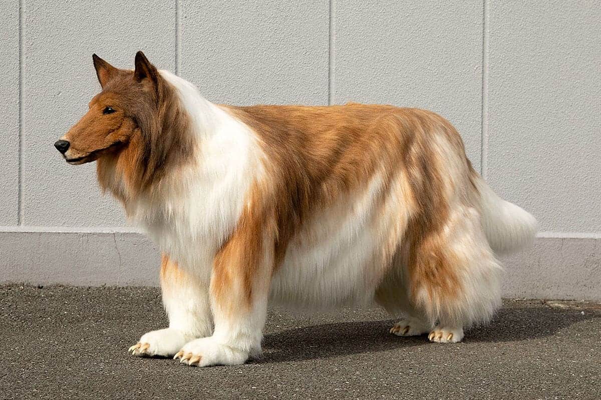 ¿Se acuerdan del hombre que se "convirtió" en perro? Pues ya hasta toma entrenamiento canino