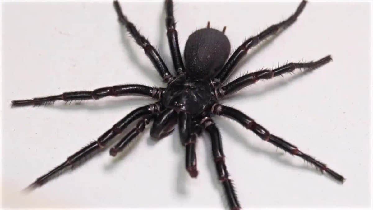 La araña más grande y venenosa del mundo fue encontrada en Australia