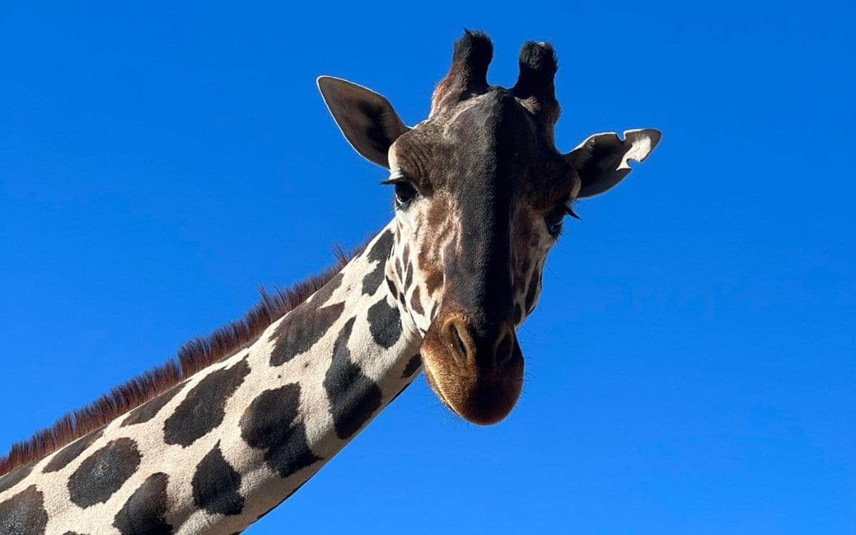 La jirafa "Benito" dejará Parque Central de Chihuahua e irá a Africam Safari Puebla