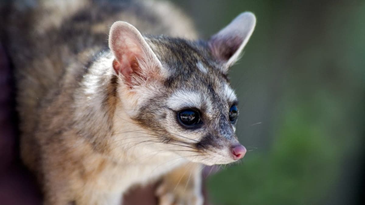 VIDEO: Personal del metro rescata a un cacomixtle en la estación Cuauhtémoc