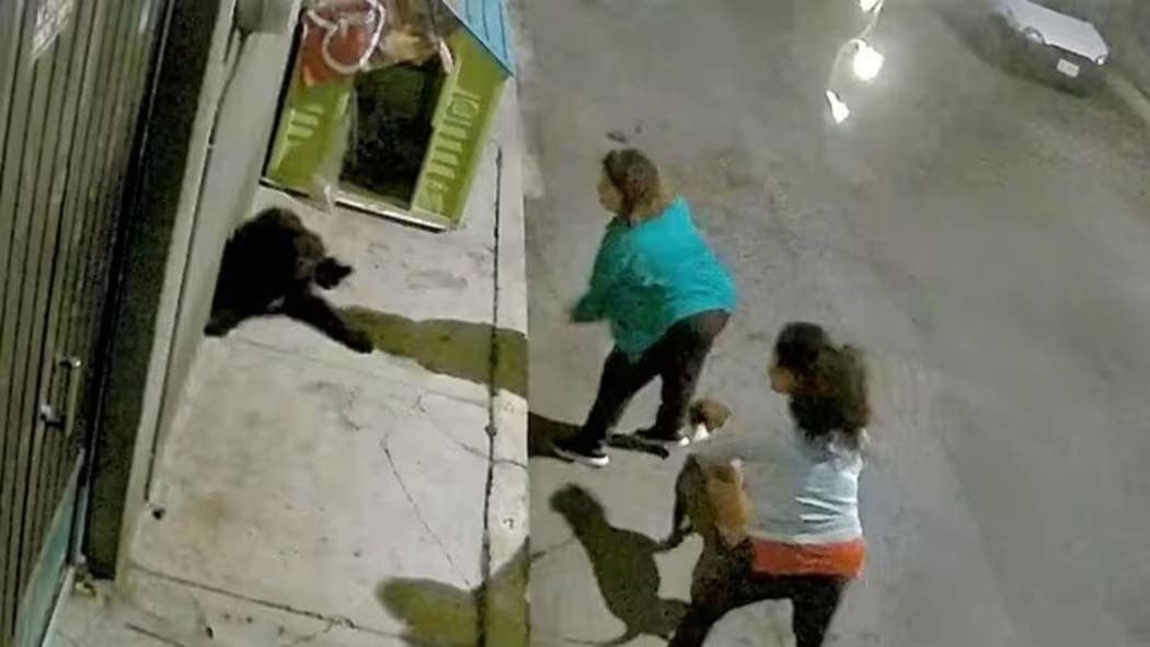 Video: Mujer ordena a su pitbull atacar a perros de la calle en Iztapalapa, CDMX