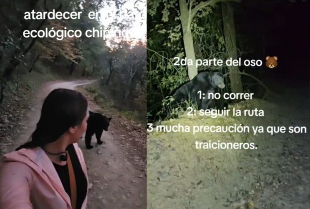 Videos: Mujer se encuentra oso negro mientras corría en Chipinque, Nuevo León