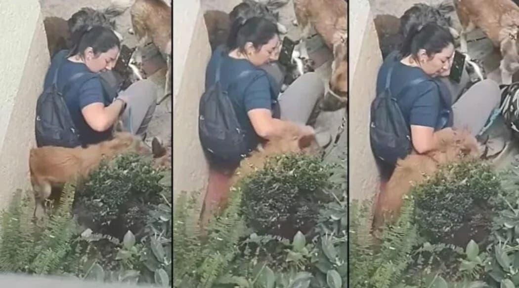 Video: Exhiben a paseadora de perros por maltrato animal en CDMX