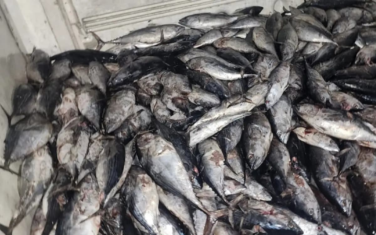 Guardia Nacional y FGR incautan media tonelada de cocaína congelada