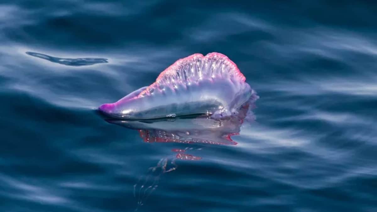 Reportan presencia de fragata portuguesa o aguamala en playas de Cozumel