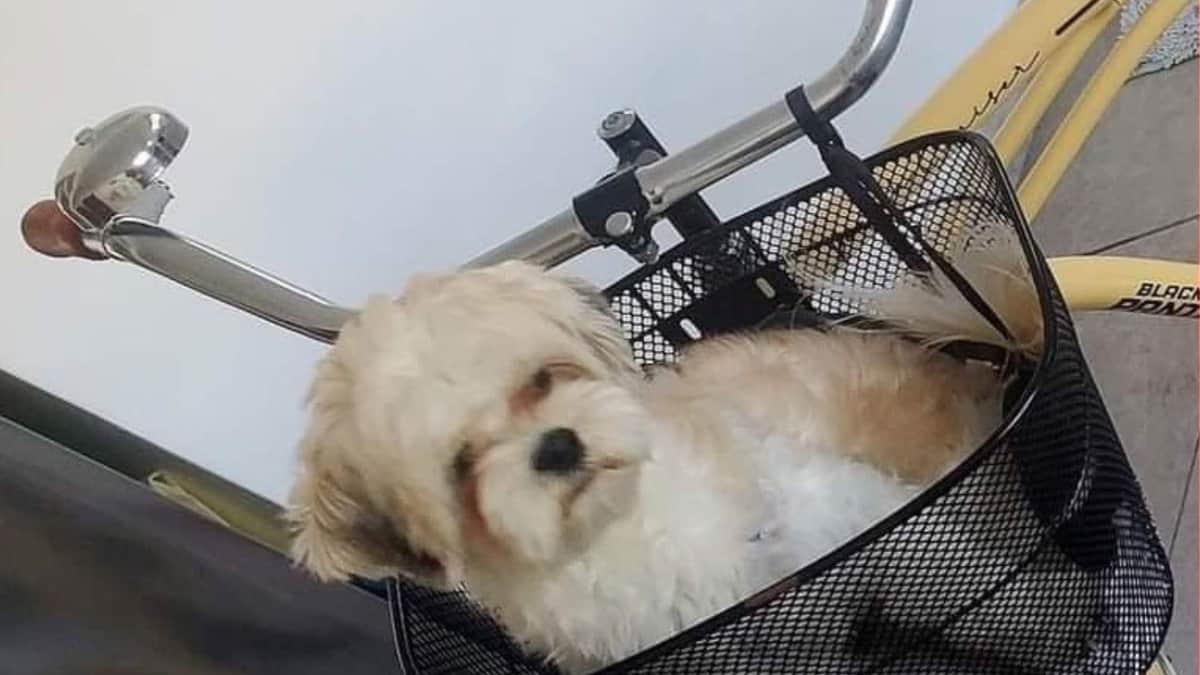 Ofrecen recompensa por Arthur, un perrito robado en Playa del Carmen